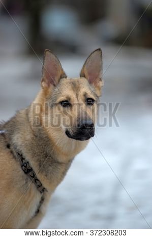 Half-breed Sheepdog On A Winter Background Close Up