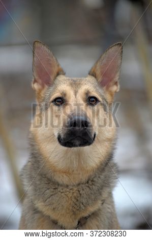 Half-breed Sheepdog On A Winter Background  Close Up