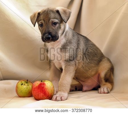 Puppy Mongrel Half -breed Sheepdogs And Apples