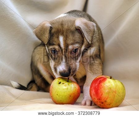 Puppy Mongrel Half-breed Sheepdogs And Apples Close Up