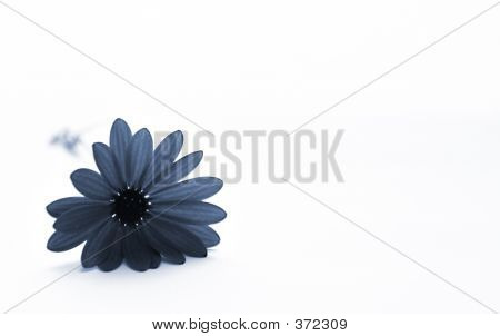 Fiore blu