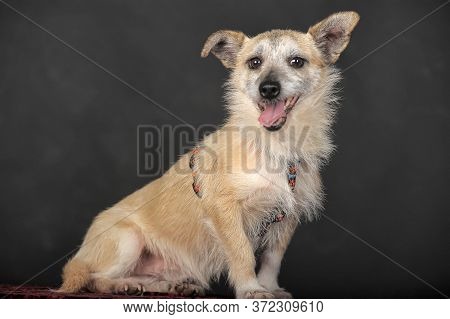 Small Mongrel Terrier On A Dark Background