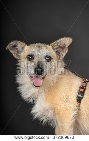 Small Mongrel Terrier On A Dark Background