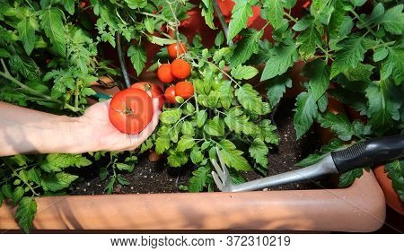 Hand Of The Farmer With Ripe Tomato In The Urban Garden On The Terrace Of The House In The City