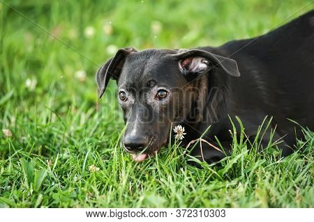 Happy Half-breed Dog, Beagle, Black Mongrel Dog Barks