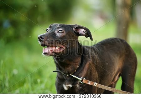 Happy Half-breed Dog, Beagle, Black Mongrel Dog Barks