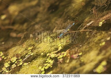 Blue Dragonfly - Odonata In Its Natural Habitat On The Pond. Wild Foto.