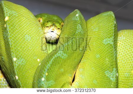 Corallus Caninus - Green Snake - Tree Green Snake Coiled On A Stick. The Head And Eyes Are Visible.