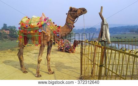 Camels With Brightly Decorated Back Gear Close Their Eyes And Meditate, In The Background One Can Se