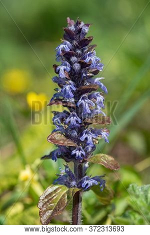 Bugle (ajuga Reptans)