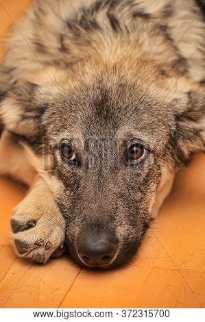 Crossbreed Puppy Shepherd Looks Guiltily. Lying Aloneon The Floor