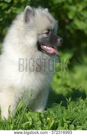 Keeshond Wolfspitz Puppy Happy In Summer