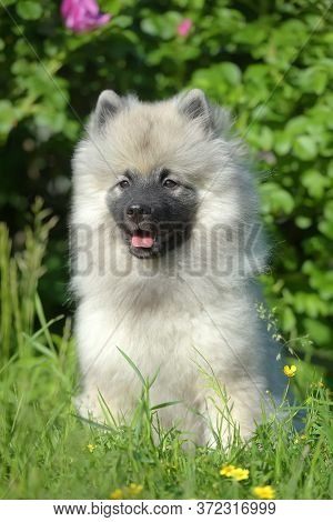 Keeshond Wolfspitz Puppy Happy In Summer