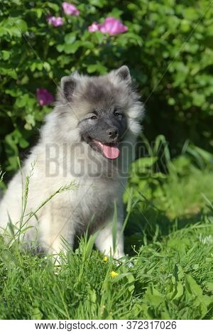 Keeshond Wolfspitz Puppy Happy In Summer On Green Grass