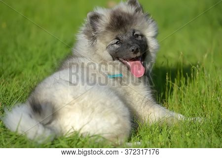Keeshond Wolfspitz Puppy Happy In Summer On Green Grass