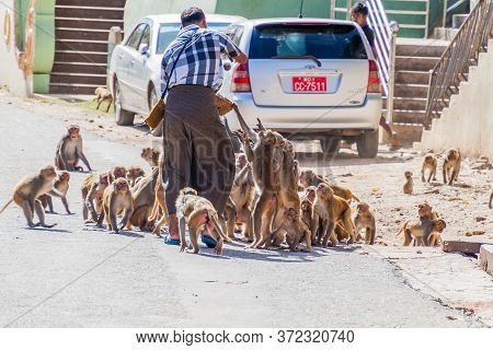 Mt Popa, Myanmar - December 8, 2016: Macaques Being Fed Near Mt Popa Temple, Myanmar