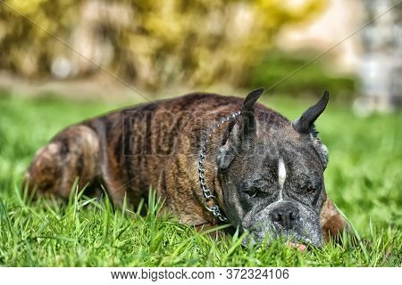 German Boxer With Cropped Ears In The Summer In The Park