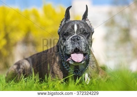 German Boxer With Cropped Ears In The Summer In The Park