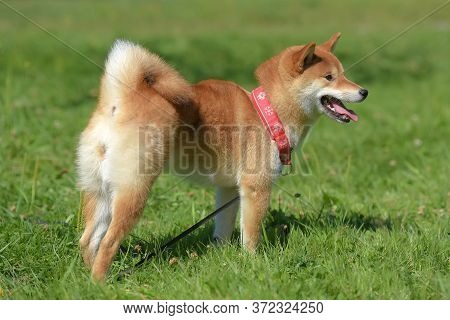 Shiba Ina In The Summer In The Park