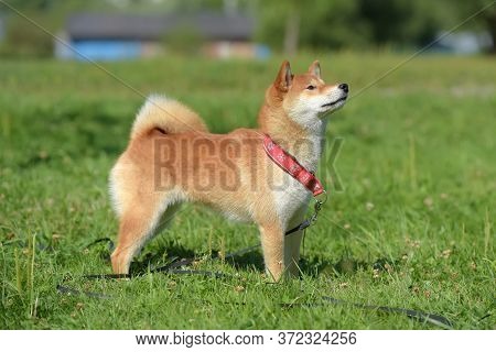 Shiba Ina In The Summer In The Park
