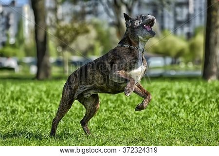 German Boxer With Cropped Ears Playing In The Park