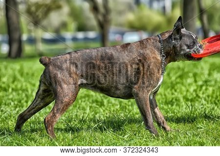 German Boxer With Cropped Ears Playing In The Park