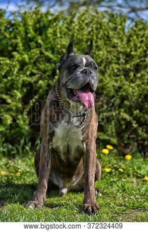 German Boxer With Cropped Ears In The Summer In The Park