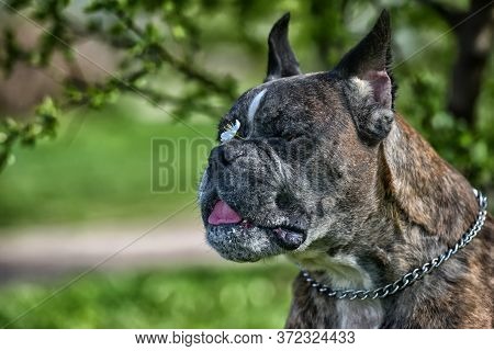 German Boxer With Cropped Ears In The Summer In The Park