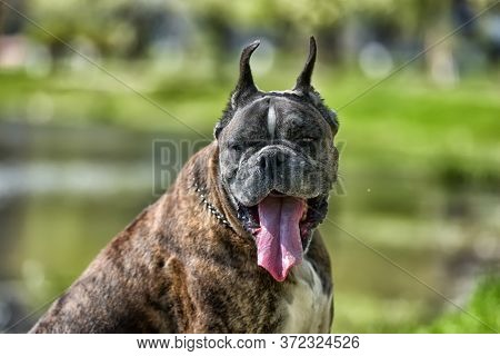 German Boxer With Cropped Ears In The Summer In The Park