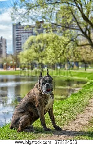 German Boxer With Cropped Ears In The Summer In The Park