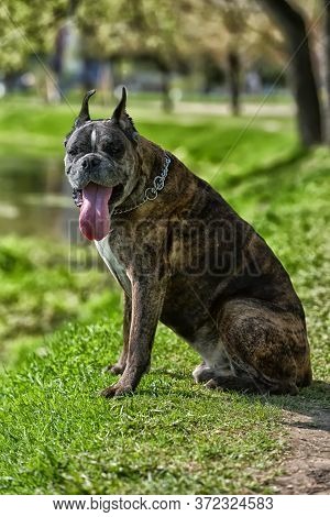German Boxer With Cropped Ears In The Summer In The Park