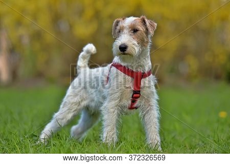 Airedale Terrier In Summer White With Red