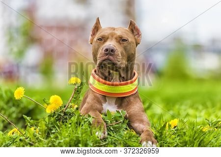 Brown Pit Bull Terrier With Dandelions In The Park