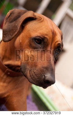 Rhodesian Ridgeback In Summer Close Up Outdoor Photo