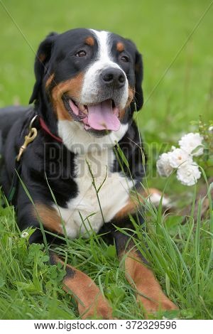 Grosser Schweizer Sennenhund