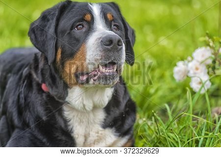 Grosser Schweizer Sennenhund