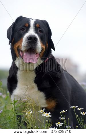 Grosser Schweizer Sennenhund