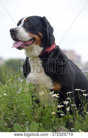 Grosser Schweizer Sennenhund