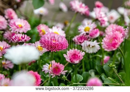 Glade Of Bright Lush Terry Pink Flowers Of Daisies Bellis Perennis. Horizontal Orientation.