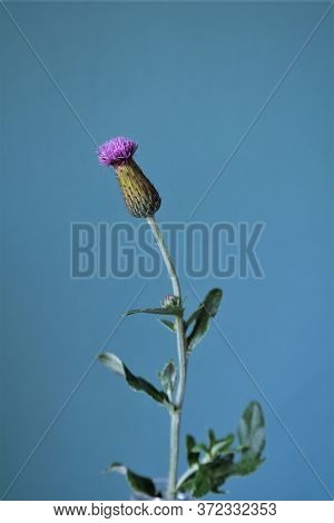 A Purple Thistle Bud On A Turquoise Background. One Flower. Interior Composition, Reference For Draw