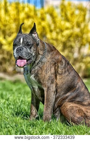 German Boxer With Cropped Ears In The Summer In The Park