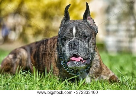 German Boxer With Cropped Ears In The Summer In The Park