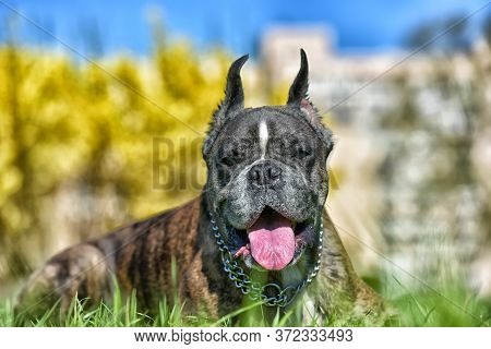 German Boxer With Cropped Ears In The Summer In The Park
