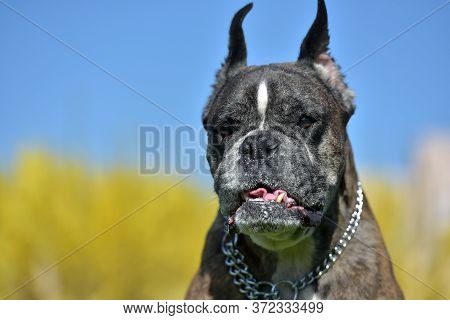 German Boxer With Cropped Ears In The Summer In The Park