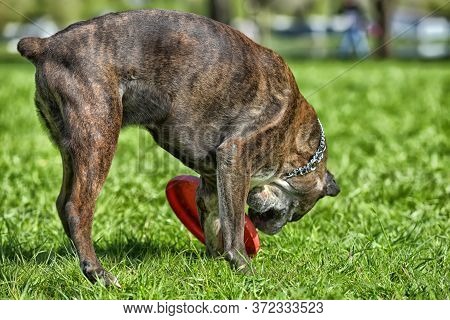 German Boxer With Cropped Ears Playing In The Park