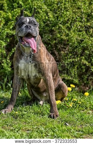German Boxer With Cropped Ears In The Summer In The Park