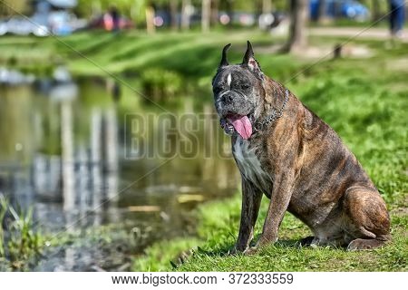 German Boxer With Cropped Ears In The Summer In The Park