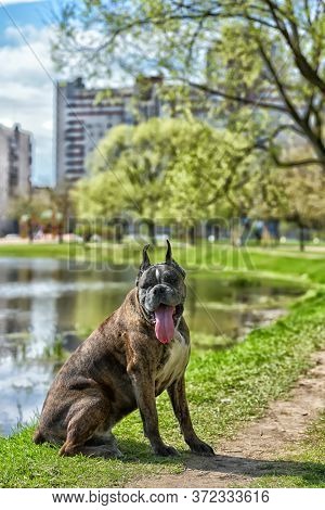 German Boxer With Cropped Ears In The Summer In The Park