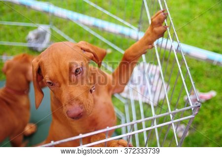 Hungarian Viszla Puppy Close Up Outdoor Photo
