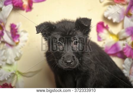 Black Puppy On A Floral Background Close Up